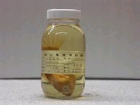 藏品(三葉唇魚)的圖片